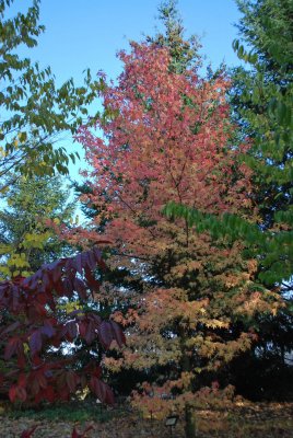 Liquidambar styraciflua 'Worplesdon' - ambroň západní 'Worplesdon'